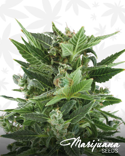 Royal Kush