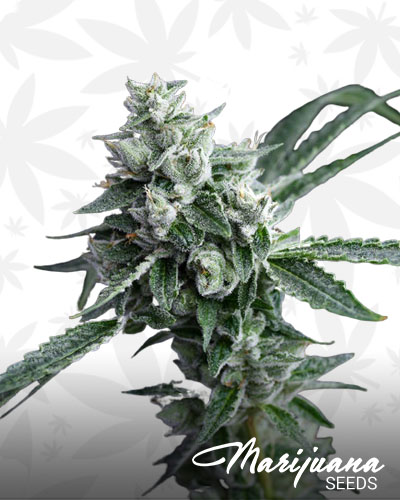 RudeBoi OG