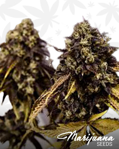 Rug Burn OG