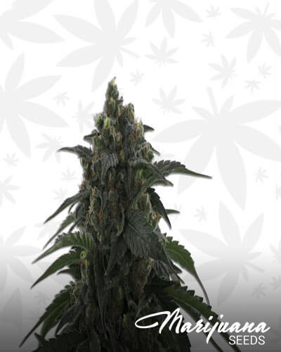 SFV OG