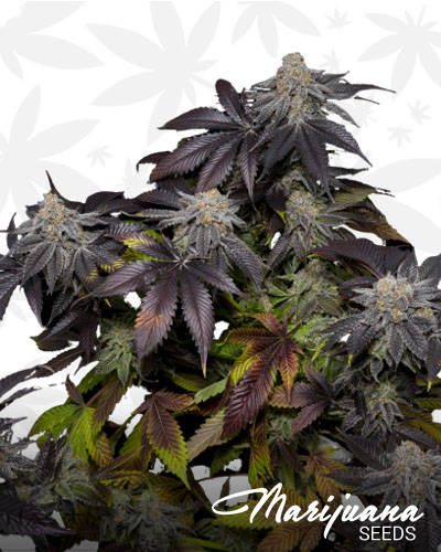 Salmon River OG