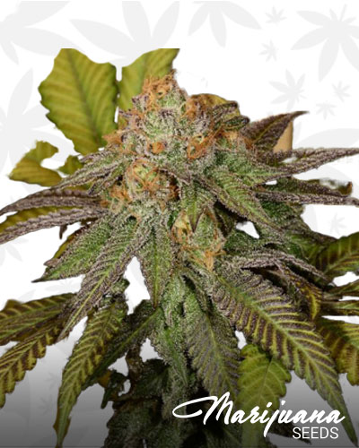 Secret Garden OG