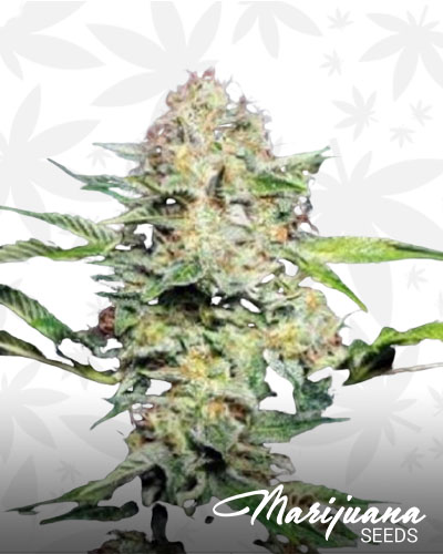Sensi Skunk