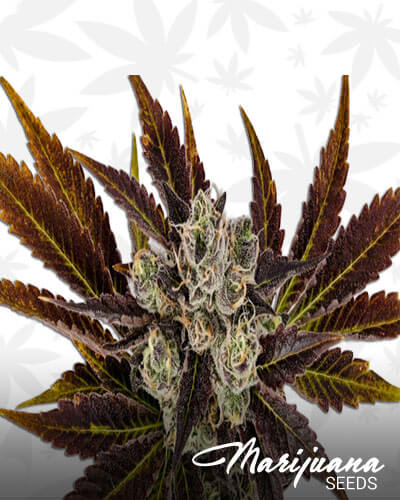 Sherbet