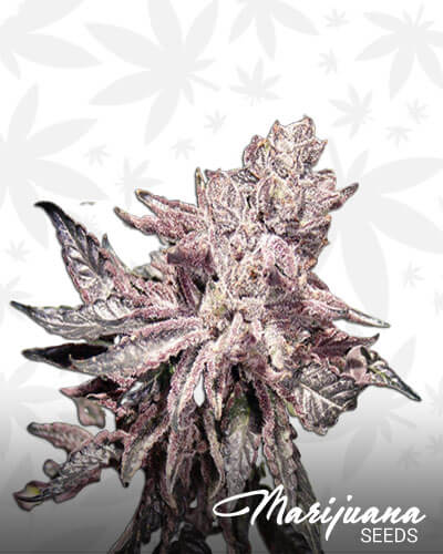 Shiatsu Kush