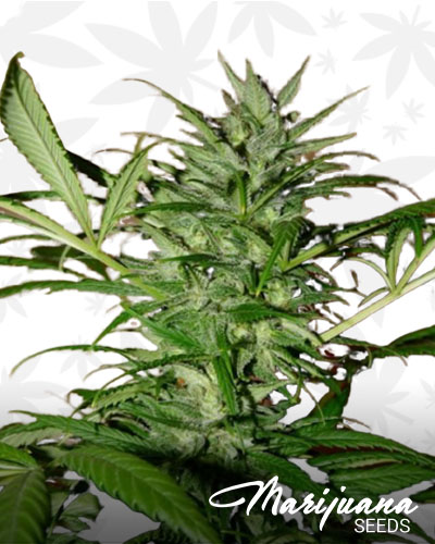 Shishkaberry