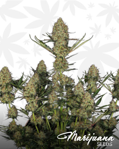 Shiva Skunk