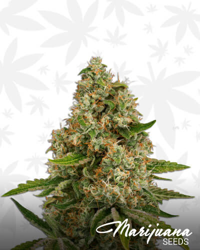 Silver Cheese