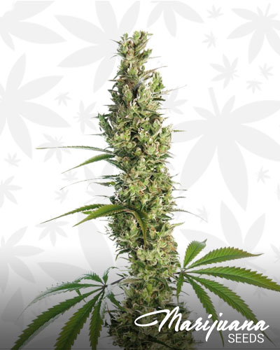Silverback Gorilla