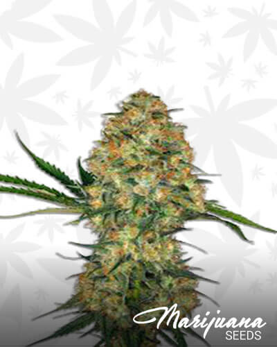 Silverfalls Kush