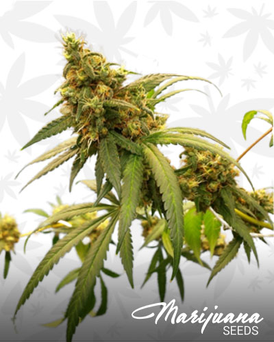 Sin City Kush