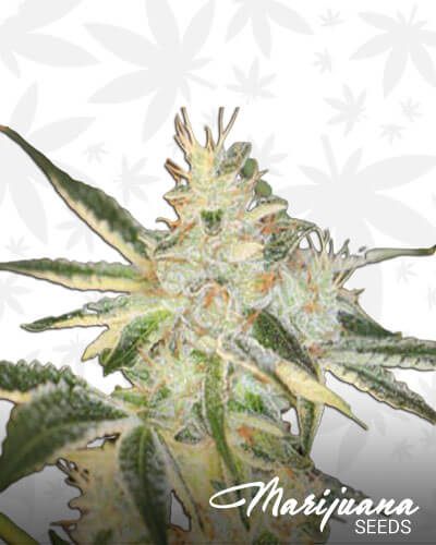 Sin Valley OG