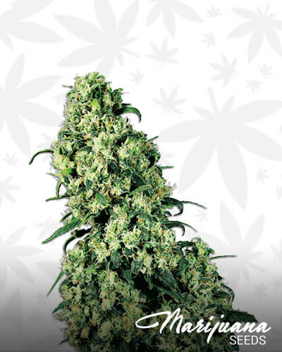 Skunk No1
