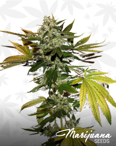 Skunk