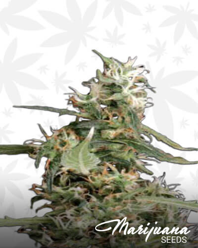 Snow Lotus