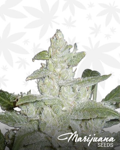 Snow White