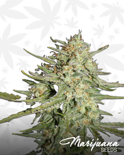 Sour Amnesia