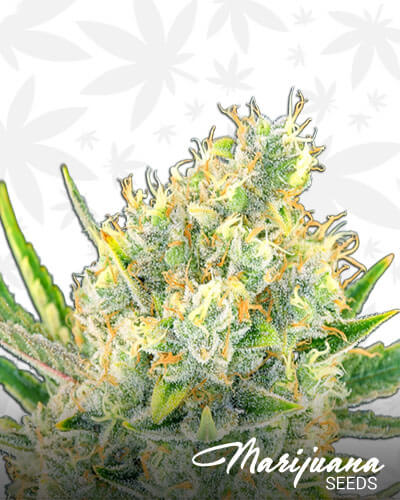Sour Apple
