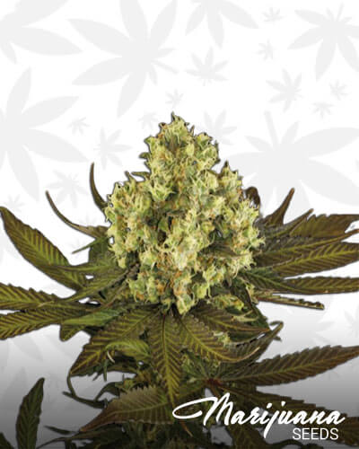 Sour Blueberry