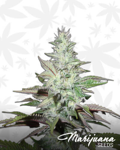 Sour Boggle