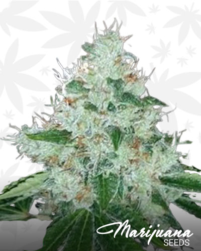 Sour Bubba