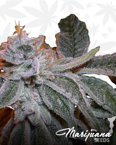 Sour Bubble