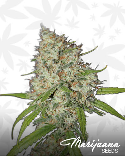 Sour Candy