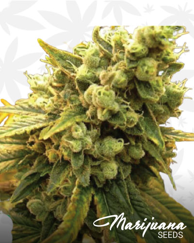 Sour Diesel