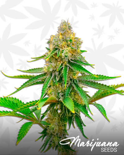 Sour Lemon OG Marijuana Strain Details | MarijuanaSeeds.com