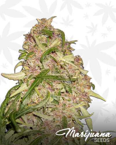Sour Spyder