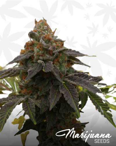 Sour Tangie