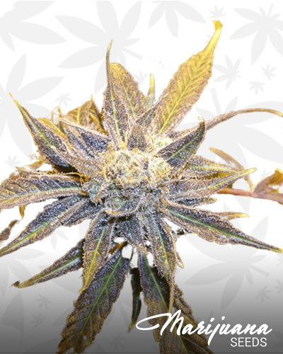 Sour Willie