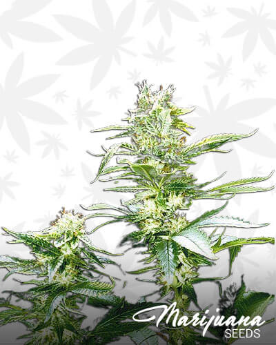 South Asian Indica