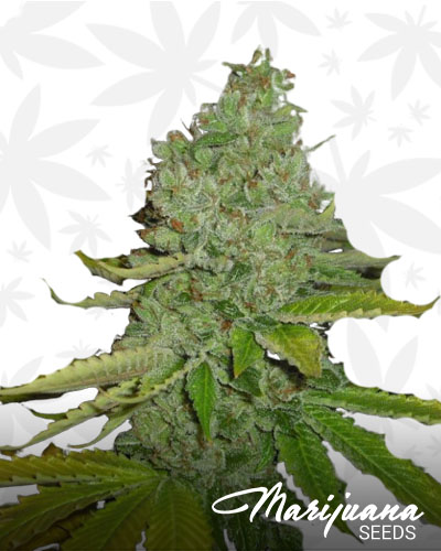 South Asian Sativa