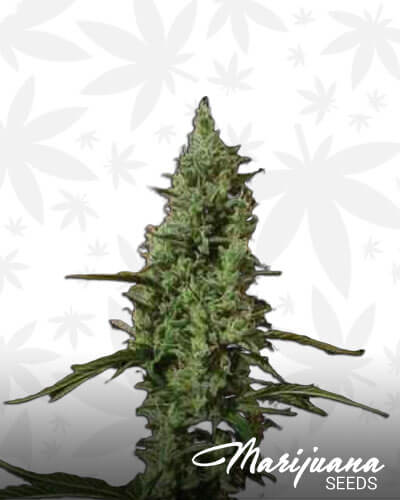 South Indian Indica