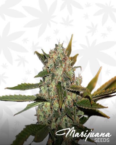 Special Skunk 1