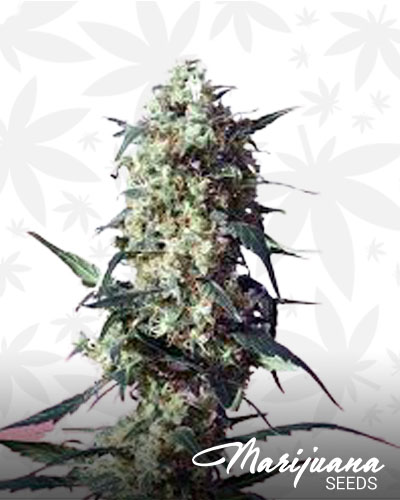 Spliff’s Strawberry
