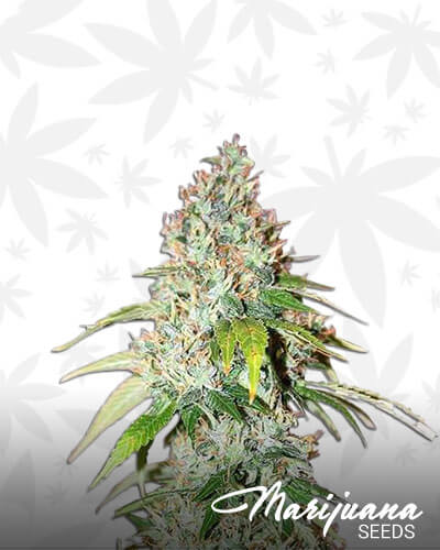 Star Master Kush