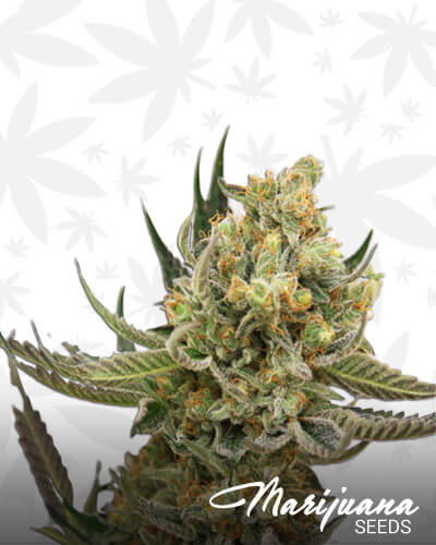 StarBud