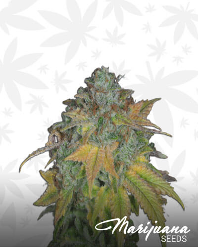 Stardawg 91