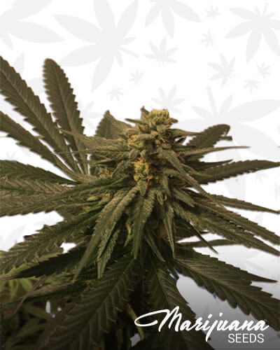 Stephen Hawking Kush