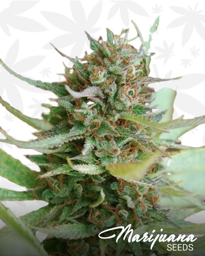 Strawberry Blue