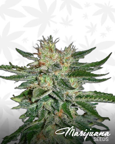 Sugar Black Rose