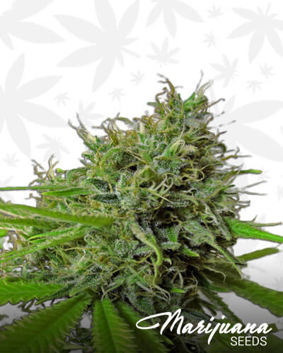 Sugar Kush