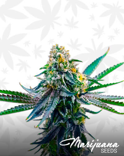 Sugar Mama
