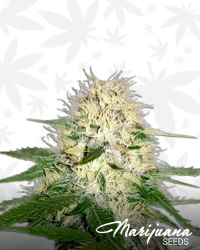 Sumo’s OG Kush