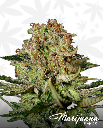Super Bud