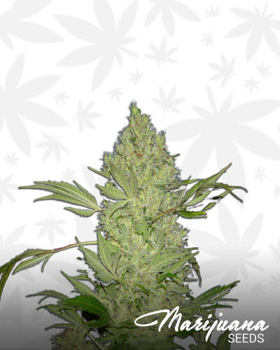 Super Chronic