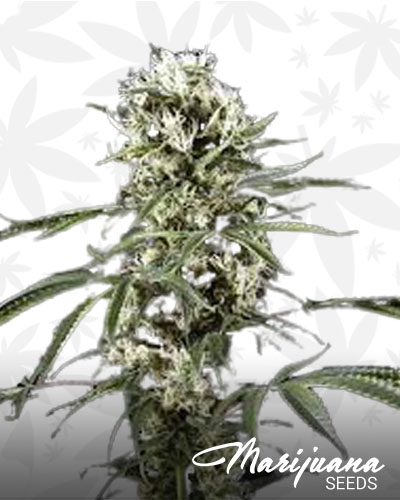 Super Lemon Haze