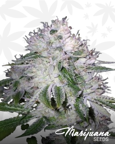 Super Silver Haze
